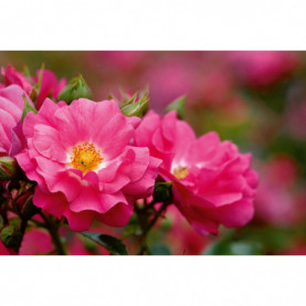 Rosier Decorosiers Emera Rose Fuchsia 