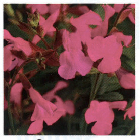 Sauge Greggi Pink-jamensis Pink Blush