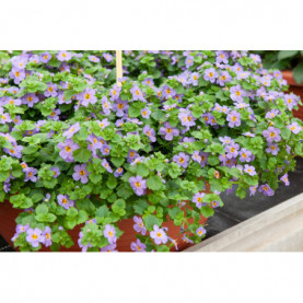 Bacopa Secrets Xxl Blue Delight