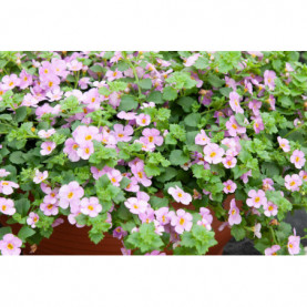 Bacopa Secrets Xxl Central Pink