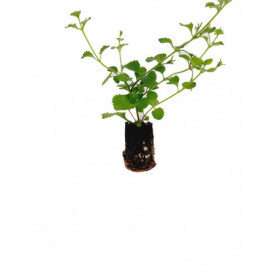 Bacopa Secrets Xxl White