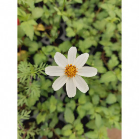 Bidens Blanc Pirates Pearl