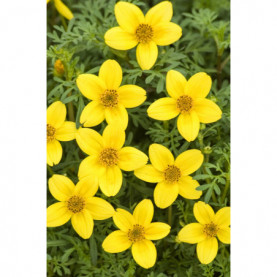 Bidens Gold Spark