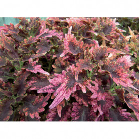 Coleus Bt Aladin