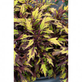 Coleus Bt Cocoamint Vert Marron