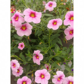 Calibrachoa Calitastic Pink Doll