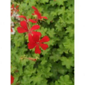 Géranium Balcon Imperial Rouge