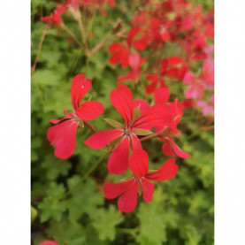 Géranium Balcon Jousset Rouge Framboise