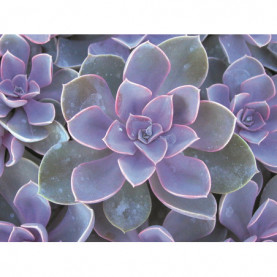 Echeveria Gloire De Nuremberg 