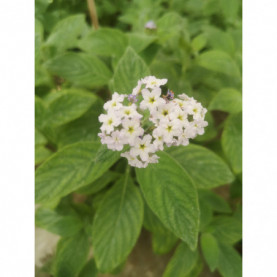 Heliotrope Peruvianum Menois