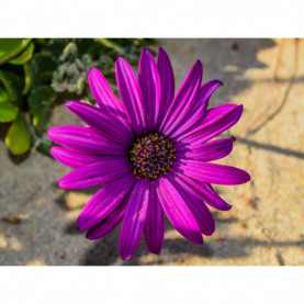 Osteospermum Purple 12