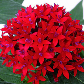 Pentas Graffiti Rouge Red Lace