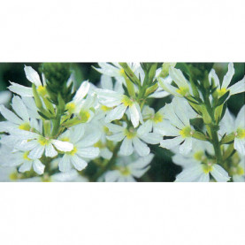 Scaevola Blanc