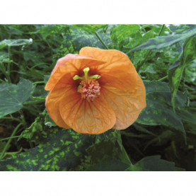 Abutilon Thompsonii Sumatra Orange 