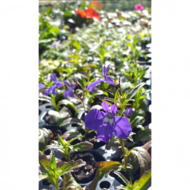 Lobelia Star Deep Blue