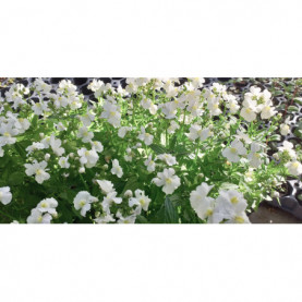 Nemesia Sunpeddle White Perfume