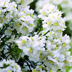 Nemesia Sunpeddle White Perfume