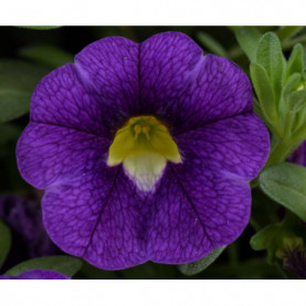 Calibrachoa Colibri Plum Bleu Fonce