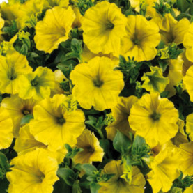 Petunia Capella Hello Yellow Jaune