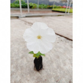 Pétunia Capella White Blanc