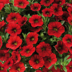 Calibrachoa Colibri Bright Red Rouge Sang