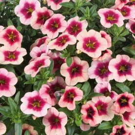 Calibrachoa Eyeconic Strawberry Framboise Coeur Fonce