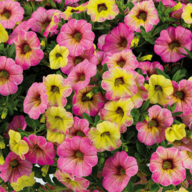 Calibrachoa Ombre Pink Jaune A Rose 