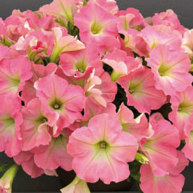 Petunia Capella Baby Pink Rose Clair