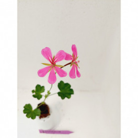 Geranium Balcon Mauve Lilas