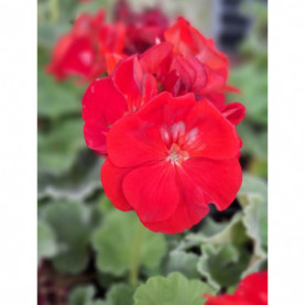 Geranium Zonal Victor Rouge