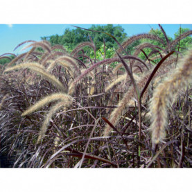 Pennisetum Dwarf Rubrum Metallica