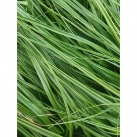 Carex Oshimensis Vert Everlime