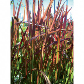 Imperata Cylindrica Red Baron