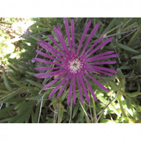 Delosperma Mauve