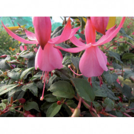 Fuchsia Beacon Rose 