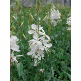 Gaura Short Form Blanc 