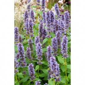 Agastache Blue Fortune 