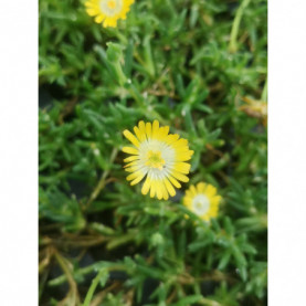 Delosperma Jewel Of Desert Peridot Jaune