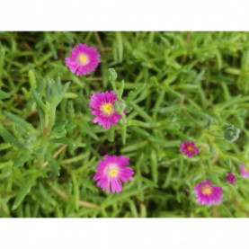 Delosperma Jewel Of Desert Opal Purple