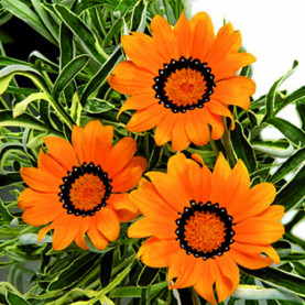 Gazania Variegata Orange 