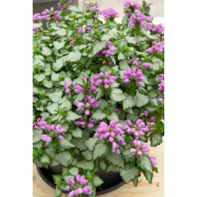 Lamium Beacon Silver 