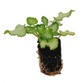 Lamium Beacon Silver 