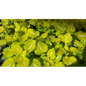 Lamium Yellow