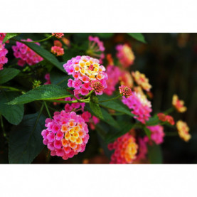 Lantana Cochenille 