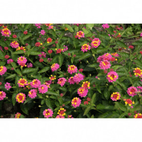 Lantana Cochenille 