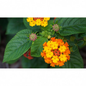 Lantana Radiation 