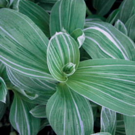 Tradescantia Fum Variegata