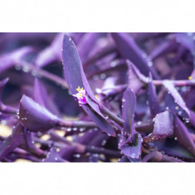 Tradescantia Pourpre Pallida