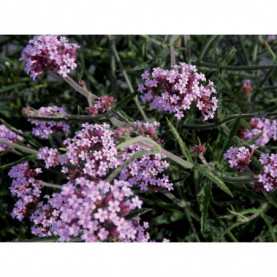 Verveine Bonariensis Lollipop Cloud