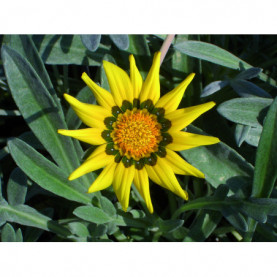 Gazania Jaune A Coeur Noir 